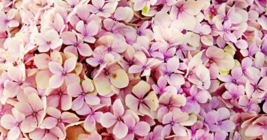 Piękno i pielęgnacja hortensji ogrodowej - wszystko, co powinieneś wiedzieć o hydrangeach