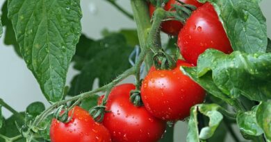 Pomidory – co warto o nich wiedzieć?